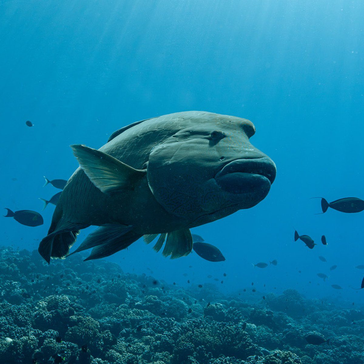 A Napoleon wrasse over a coral reef